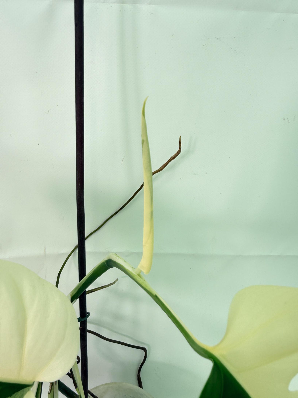 Monstera Albo Variegata HALF MOON
