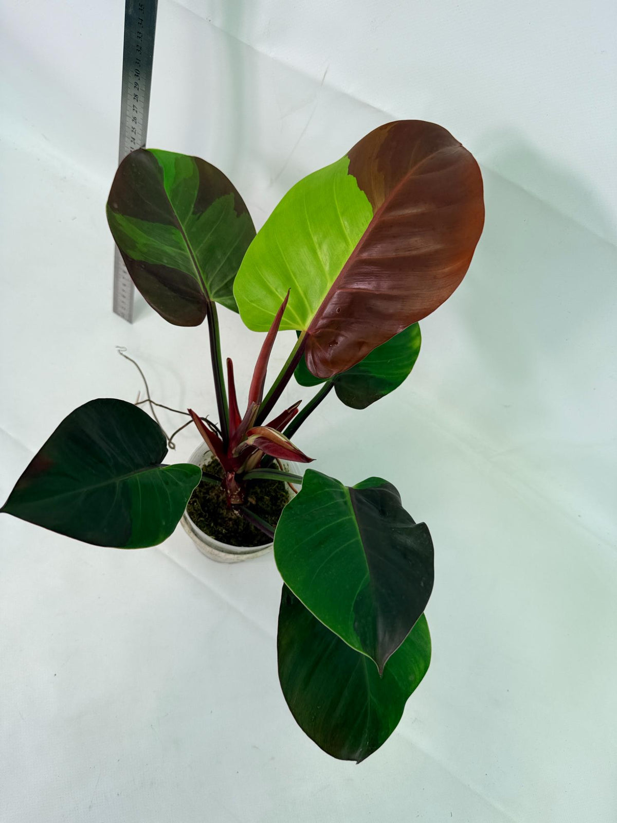 Philodendron Yellow Flame variegata